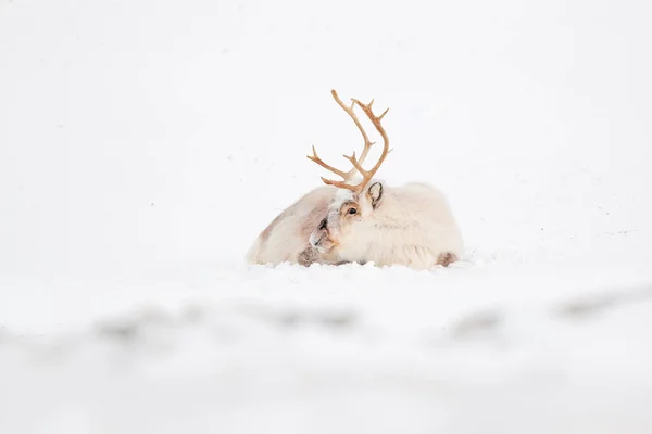 Vahşi Ren Geyikleri Rangifer Tarandus Karda Büyük Boynuzları Olan Svalbard — Stok fotoğraf