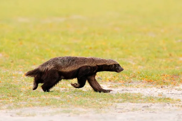 Honey badger, Mellivora capensis, also known as the ratel, in the green grass. Black and grey badger from Okavango delta, Botswana in Africa. Wildlife scene from African nature.