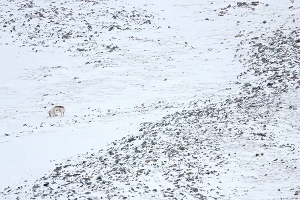 Sarki Vadvilág Vadrénszarvas Rangifer Tarandus Masszív Agancsokkal Hóban Svalbard Norvégia — Stock Fotó