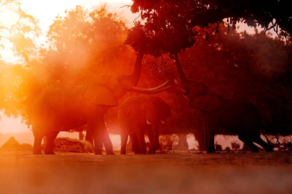 Slon Krmící Větev Stromu Slon Mana Pools Zimbabwe Africe Velké — Stock fotografie