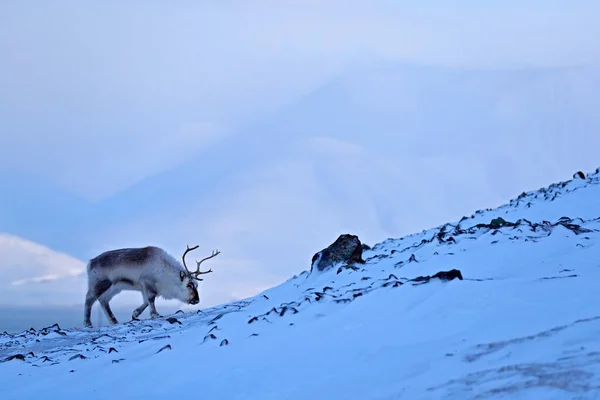 北极野生动物 野生驯鹿 Rangifer Tarandus 雪中有巨大的鹿角 挪威斯瓦尔巴 斯瓦尔巴加勒比驯鹿 大自然的野生动物景观 北极的冬季 驯鹿冬季景观 — 图库照片