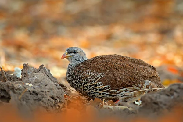 Natal Spurfowl Francolin Pternistis Natalensis Bird Nature Habitat Mana Pools — стоковое фото