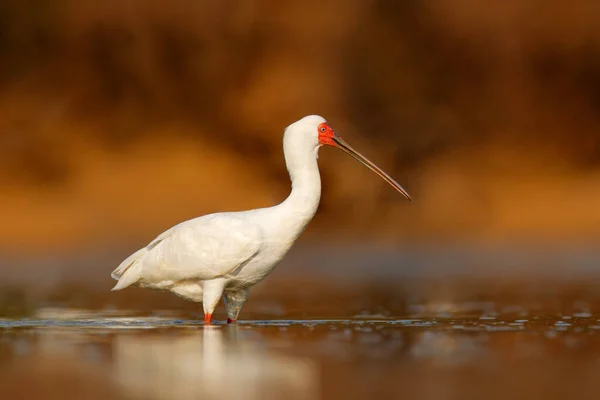 Afrykański Łyżka Platalea Alba Ibis Okavango Delta Moremi Botswana Afryce — Zdjęcie stockowe