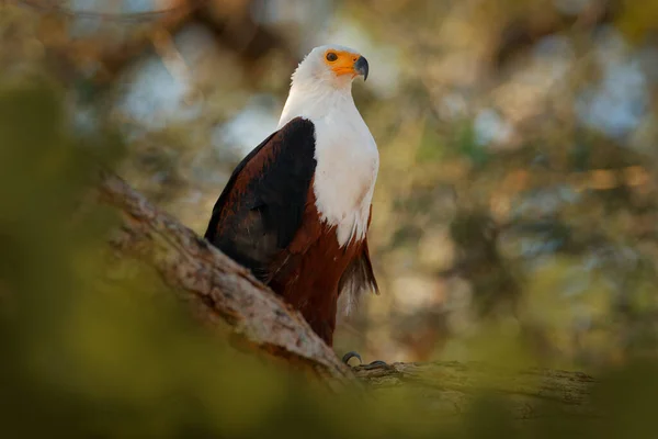 Africký Orel Zpěvák Haliaeetus Hnědý Pták Bílou Hlavou Orel Sedí — Stock fotografie