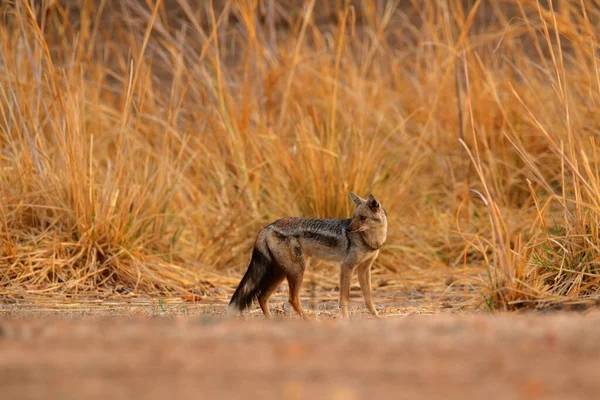 Side Striped Jackal Canis Adustus Canid Native Africa Golden Grass — Stock Photo, Image