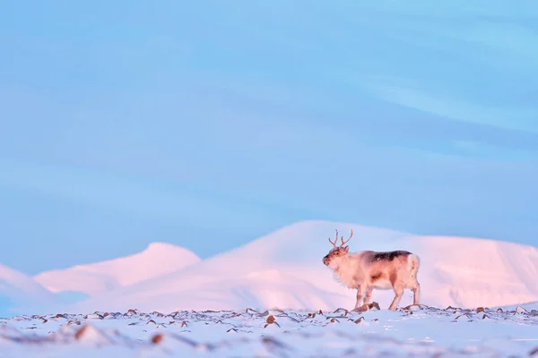 北极野生动物 野生驯鹿 Rangifer Tarandus 雪中有巨大的鹿角 挪威斯瓦尔巴 斯瓦尔巴加勒比驯鹿 大自然的野生动物景观 北极的冬季 驯鹿冬季景观 — 图库照片