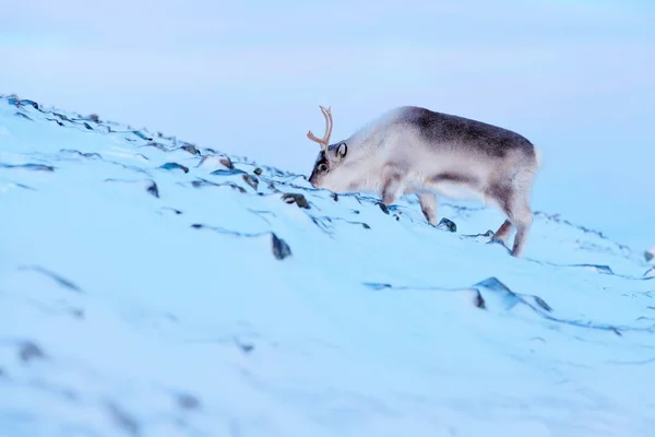 Arktyczna Dzika Przyroda Dziki Renifer Rangifer Tarandus Ogromnymi Porogami Śniegu — Zdjęcie stockowe