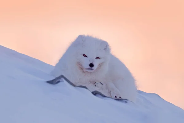 生息地 冬の風景 スヴァールバル ノルウェーのホッキョクグマ 雪の中で美しい白い動物 自然からの野生動物のアクションシーン Vulpes Lagopos 白い毛皮のコートキツネの顔の肖像画 ヨーロッパ産の哺乳類 — ストック写真