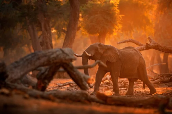 Elephant Mana Pools Zimbabwe Africa Grand Animal Dans Vieille Forêt — Photo