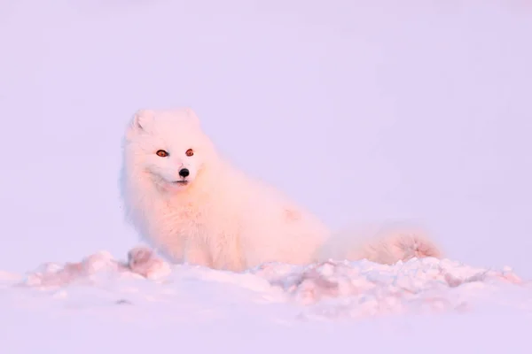 Polarräv Med Hjortkropp Snömiljö Vinterlandskap Svalbard Norge Vackert Vitt Djur — Stockfoto