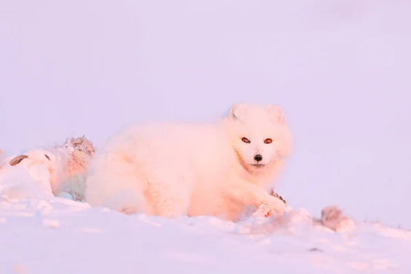雪の生息地 冬の風景 スヴァールバル ノルウェーで鹿の死体と極狐 雪の中で美しい白い動物 自然からの野生動物の行動シーン Vulpes Lagopos ヨーロッパからの哺乳類 — ストック写真