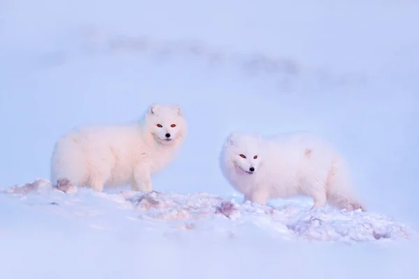 Kar Habitatında Geyik Leşi Olan Kutup Tilkisi Kış Manzarası Svalbard — Stok fotoğraf