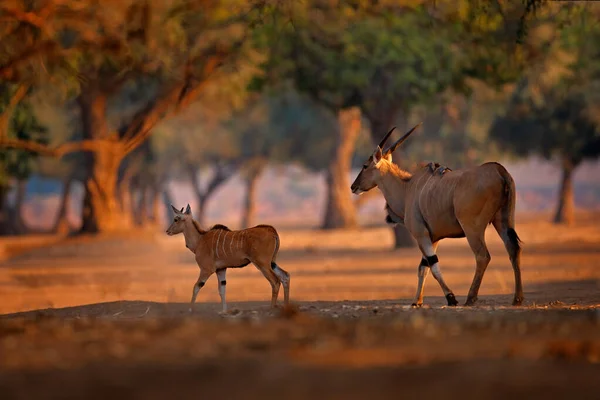 Άνθη Eland Taurotragus Oryx Μεγάλο Καφέ Αφρικανικό Θηλαστικό Στο Φυσικό — Φωτογραφία Αρχείου