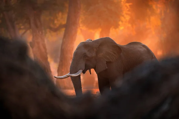Mana Havuzları Ndaki Fil Afrika Daki Zimbabwe Eski Ormanda Büyük — Stok fotoğraf
