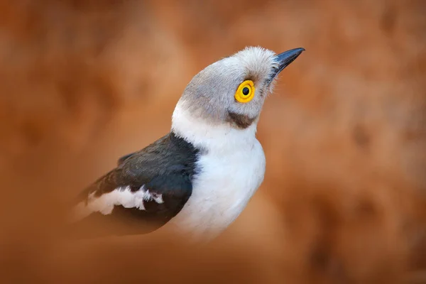 White Crested Helmetshrike Prionops Plumatus Bird Siting Tree Branch Mana — Stock Photo, Image