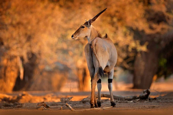 Eland Anthelope Taurotragus Oryx Великий Коричневий Африканський Ссавець Природному Середовищі — стокове фото