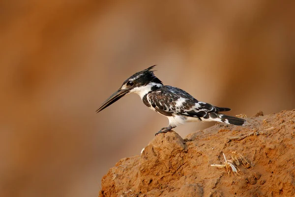 Rattenfänger Ceryle Rudis Abendlicht Mit Schwarz Weißer Vogel Sitzt Bei — Stockfoto