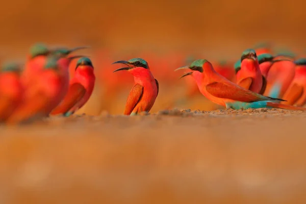 Bird Colony Rose Northern Carmine Bee Eater Botswana Scène Animalière — Photo