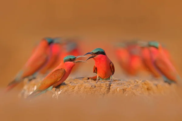 Kuş Kolonisi Çatışması Pembe Kuzey Karmine Arısı Yiyen Botswana Afrika — Stok fotoğraf