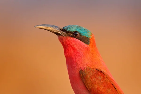 Retrato Close Pássaro Vermelho Abelha Comedora Carmim Norte Rosa Botsuana — Fotografia de Stock