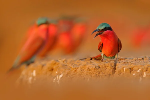 Colónia Pássaros Comedor Abelhas Rosa Carmim Norte Botsuana Cena Vida — Fotografia de Stock
