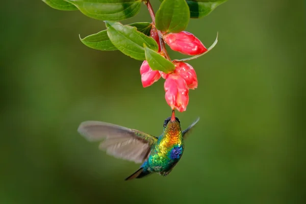 Garganta Ardente Hummingbird Panterpe Insignis Pássaro Colorido Brilhante Voo Cena — Fotografia de Stock