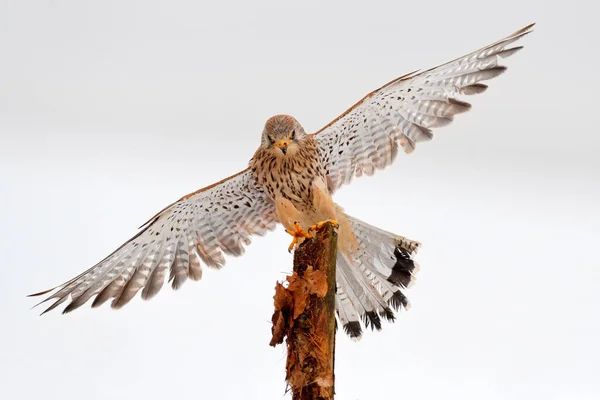 Sıradan Kerkenez Falco Tinnunculus Almanya Uçan Küçük Yırtıcı Kuş Taş — Stok fotoğraf