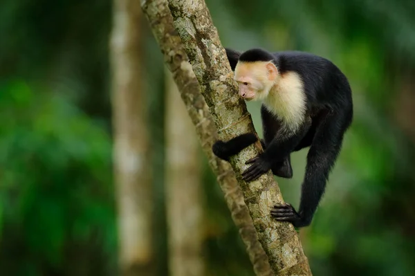 Macaco Trópico Bonito Capuchinho Cabeça Branca Macaco Negro Sentado Galho — Fotografia de Stock