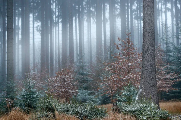 Encuentra Búho Búho Águila Euroasiática Bubo Bubo Sentado Hierba Bosque — Foto de Stock