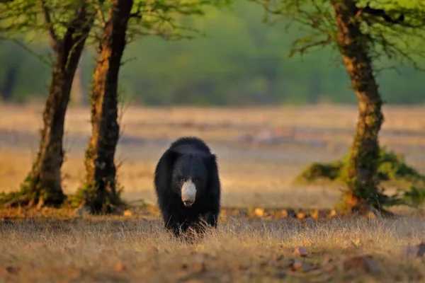 Індійська Дика Природа Sloth Bear Melursus Ursinus Ranthambore National Park — стокове фото