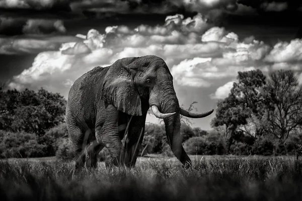 Elefante Relva Cena Vida Selvagem Natureza Elefante Habitat Moremi Okavango — Fotografia de Stock