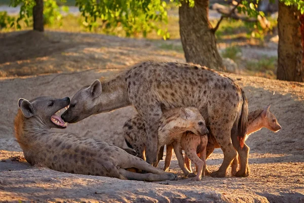 Οικογένεια Στη Φύση Ύαινα Βράδυ Φως Ηλιοβασίλεμα Hyena Λεπτομέρεια Πορτραίτο — Φωτογραφία Αρχείου