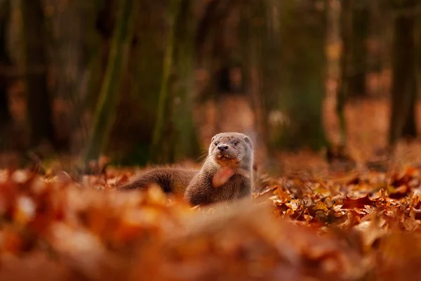 Lontra Autunno Arancione Fauna Selvatica Lontra Eurasiatica Lutra Lutra Particolare — Foto Stock