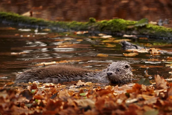 Utter Höst Orange Djurliv Eurasiatiska Utter Lutra Lutra Detalj Porträtt — Stockfoto