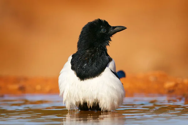 Straka Vodě Pica Pica Černý Bílý Pták Dlouhým Ocasem Přírodním — Stock fotografie