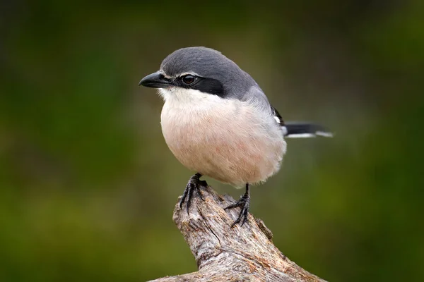 Shrike Gris Ibérico Lanius Meridionalis Hábitat Natural Sierra Andjar Andalucía — Foto de Stock