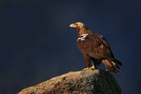 伊比利亚帝国鹰 Iberian Imperial Eagle Aquila Adalberti 岩石栖息地上稀有的猛禽 欧洲安达卢西亚的Sierra Andjar 自然界中的鹰石栖息地 — 图库照片