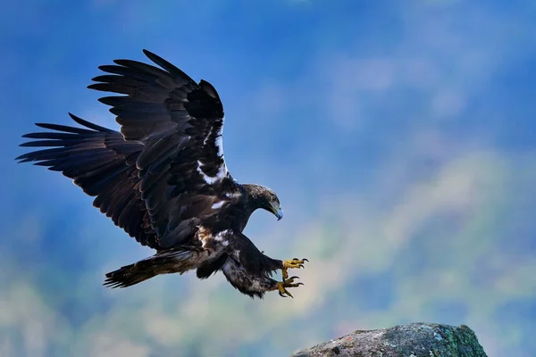 Iberian Imperial Eagle Aquila Adalberti Rare Bird Prey Rock Habitat — Stock Photo, Image