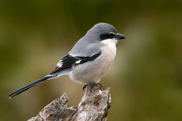 Pie Grièche Grise Ibérique Lanius Meridionalis Dans Habitat Naturel Sierra — Photo