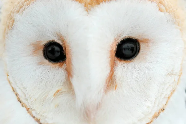 Owl Close Eye Detail Portrait White Bird Barn Owl Czech Royalty Free Stock Images