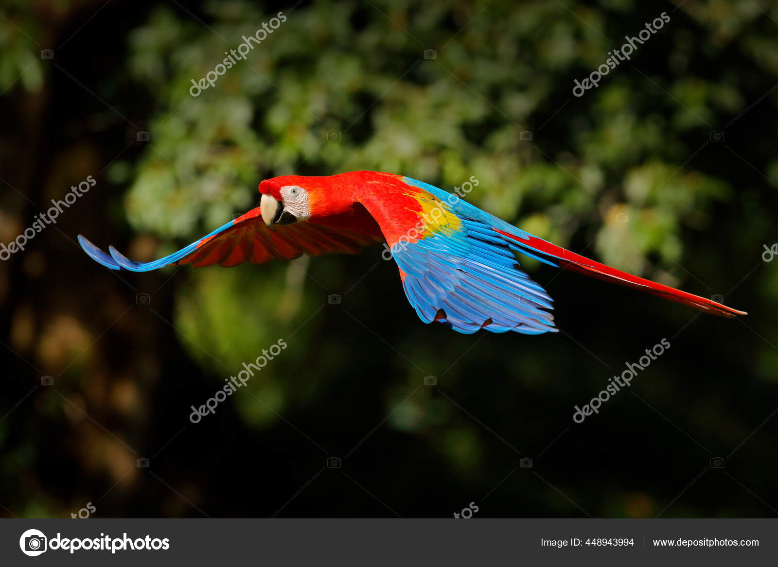 红鹦鹉在深绿色的植被中飞行scarlet Macaw Ara Macao 巴西热带雨林大自然的野生动物场景在绿色丛林栖息地飞行的鹦鹉 图库照片 C Ondrejprosicky