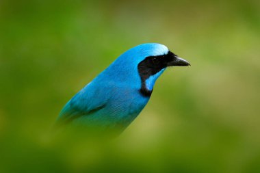 Turkuaz alakarga, siyanolyka turkuvaz, tropik ormandan güzel mavi kuşun detaylı portresi, Guango, Ekvador. Jay 'in karanlık tropik ormandaki portresi.. 