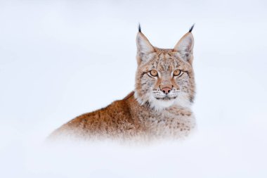 Luchs 'un durumu kötü. Güzel vahşi kedisi olan karlı orman, Polonya. Avrasyalı Lynx koşuyor, ormanda karlı vahşi bir kedi. Kış doğasından vahşi yaşam sahnesi. 
