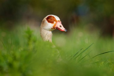 Mısır kazı, Alopochen aegyptiaca, yeşil çimenlerde oturan kırmızı gagalı Afrika kuşu. Habitatta gizlenmiş hayvan portresi, Park Gölü, İsviçre. Doğadan vahşi yaşam sahnesi. Mart 'ta ıslak mevsim.