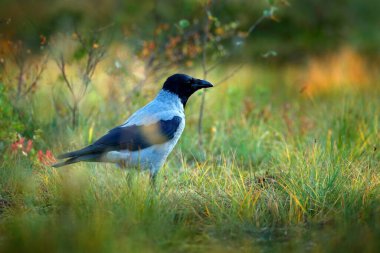 Suyun yakınındaki çimlerde karga var. Kapüşonlu Karga, Corvus Cornix, sonbahar ormanında. Turuncu kuşlu kuş yapraklardan düşer ve turuncu sonbahar boyunca sabah güneşi. Kuzey Avrupa, Finlandiya 'dan vahşi yaşam sahnesi