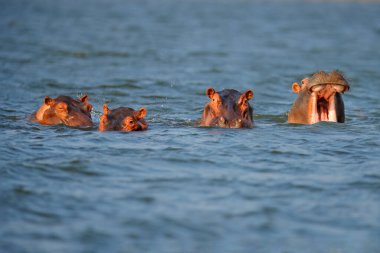 Mavi suda su aygırı kafası. Afrika Hippopotamus, Hippopotamus amfibik capensis, akşam güneşi, doğal su habitatındaki hayvan, Mana Havuzları NP, Zimbabwe, Afrika. Doğadan vahşi yaşam sahnesi.