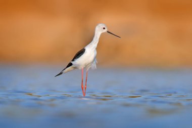 Kara kanatlı Stilt, Himanthopus himantophus, uzun kırmızı bacaklı siyah beyaz kuş, doğal yaşam alanı, su havuzu, Hindistan. Doğadan vahşi yaşam sahnesi, Mana Havuzları NP, Afrika 'dan Zimbabwe.