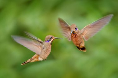 İki kuş dövüşür. Sinekkuşu Violet-ear, Colibri delphinae, yeşil tropik ormanda uçan kuşlar, Ekvador 'da Sumaco.
