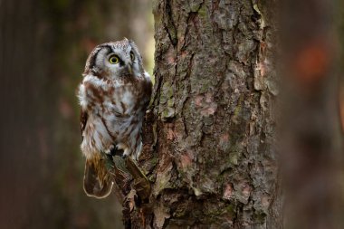 Boreal baykuş, Aegolius funereus, arka planda açık yeşil orman olan eski bir ağaç gövdesinde oturuyor..