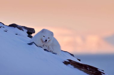 Doğal ortamında kutup tilkisi, kış manzarası, Svalbard, Norveç. Karda güzel beyaz bir hayvan. Doğadan vahşi yaşam sahnesi, Vulpes lagopus, beyaz kürk manto tilkisinin portresi. Avrupa memelisi